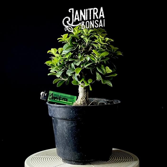 PREMIUM Bonsai ficus compacta beringin compacta prokar
