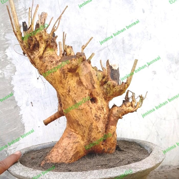 PREMIUM bahan bonsai serut dongkelan besar
