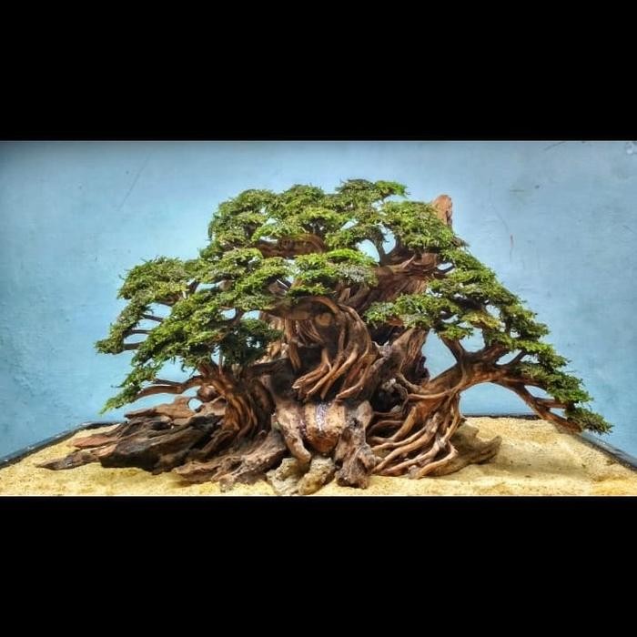 PREMIUM bonsai aquascape 60cm