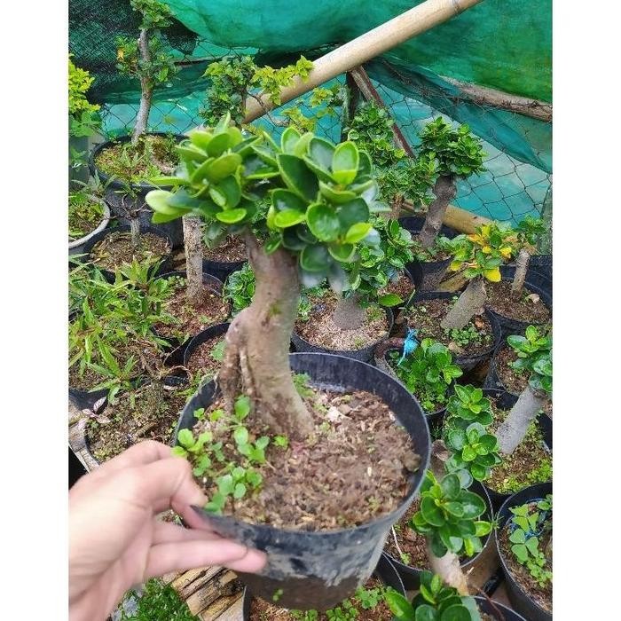 PREMIUM BEST SELLER Bonsai Micro Dolar Bonsai Dolar Mikro Bentuk bogel