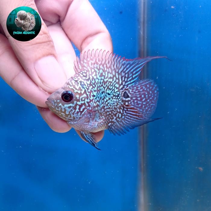 PREMIUM Ikan Louhan, Lohan Bonsai Coin Sesuai Fotonya