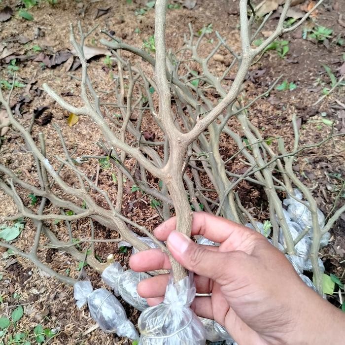 PREMIUM Bahan Bonsai Brazilian rain tree