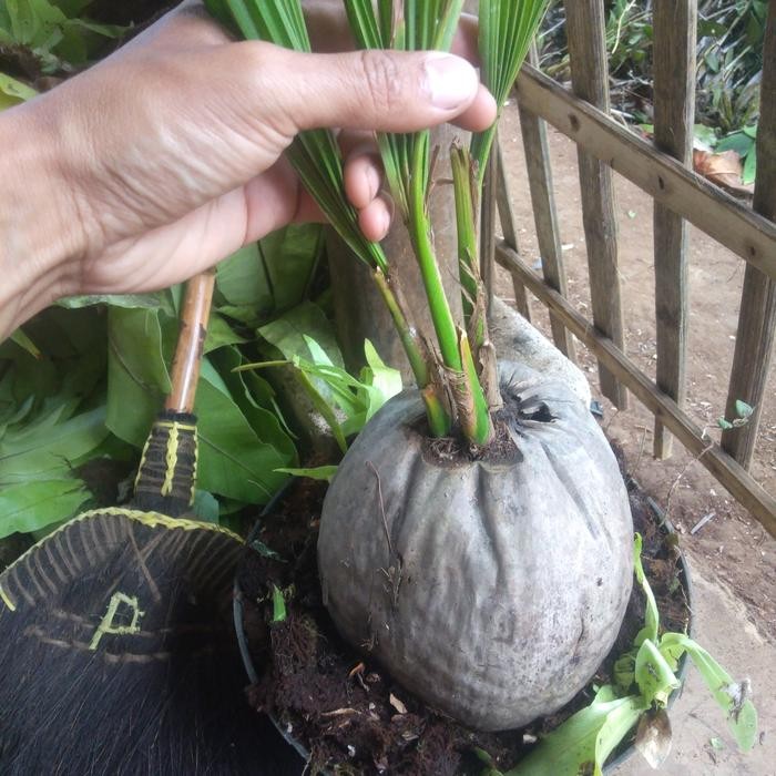 PREMIUM Kelapa cabang 3 asli bahan bonsai kelapa antik cabang 3 berkualitas