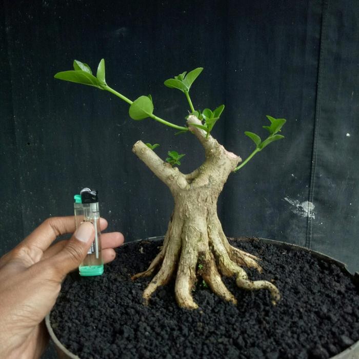 PREMIUM pohon bahan bonsai sancang super prokar