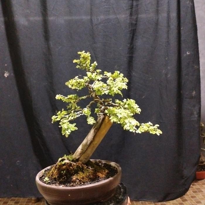 PREMIUM bonsai ulmus varigata bahan