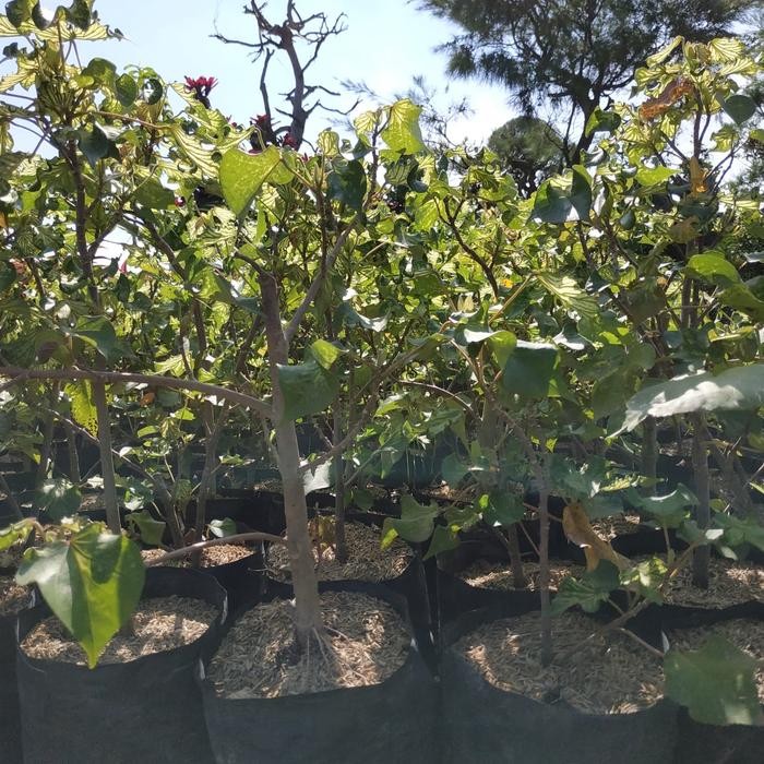 PREMIUM Bahan Bonsai Waru Wayang