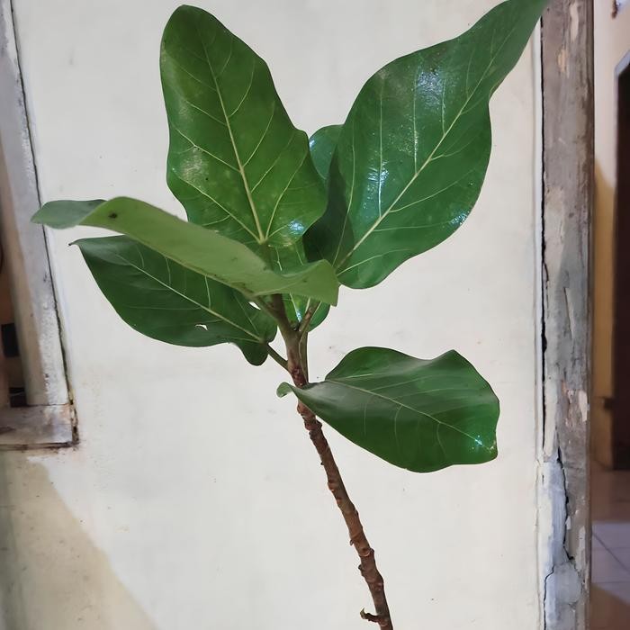 PREMIUM FICUS AUDREY ATAU BENGHALENSIS/BONSAI BERINGIN INDIA