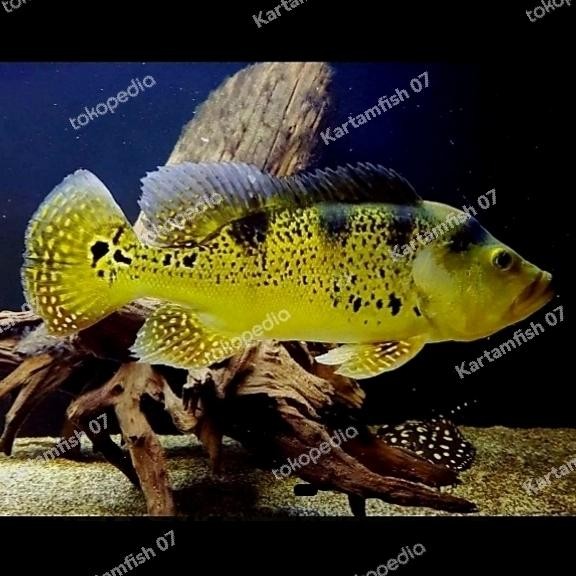 Pawretty- peacock bass kelberi bahia