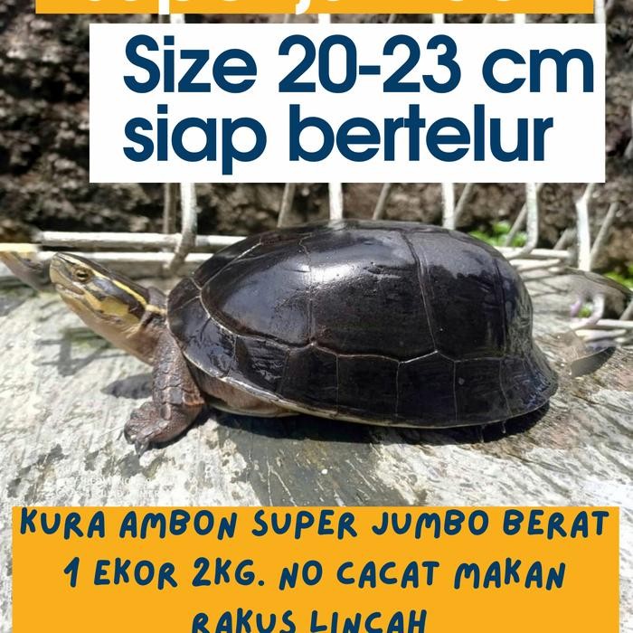 Pawretty- Hiasan Kolam Kura Kura Ambon Super Jumbo / Free Pelet