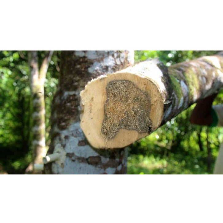 Bibit Kayu Gaharu/ Kayu MAHAL ASLI INDONESIA