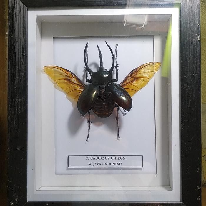 Stok Baru PAJANGAN DINDING NAWETAN KUMBANG TANDUK DALAM FRAME C. CAUCASUS