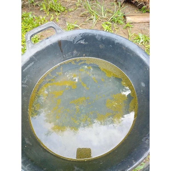 

(Expert) BERGARANSI Telur gurame soang berkualitas (Paket 1000 butir) 100 butir