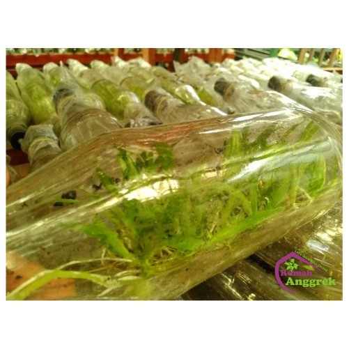 (Expert) Bibit Botol Anggrek Bulan Dendrobium Cattleya Vanda Phalaenopsis