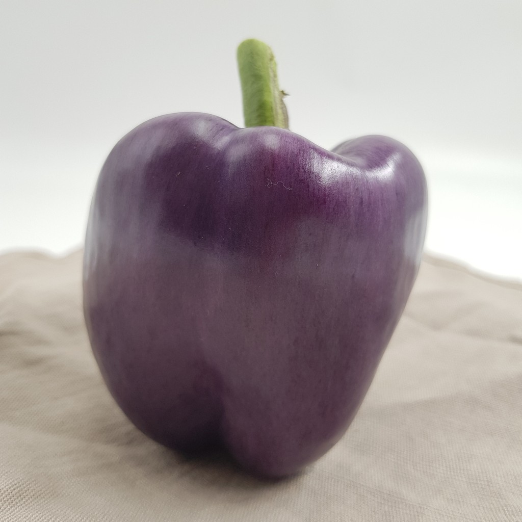 

Paprika Ungu Konvensional 1 pcs