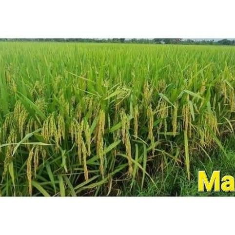 benih padi ngaos mawar 5kg