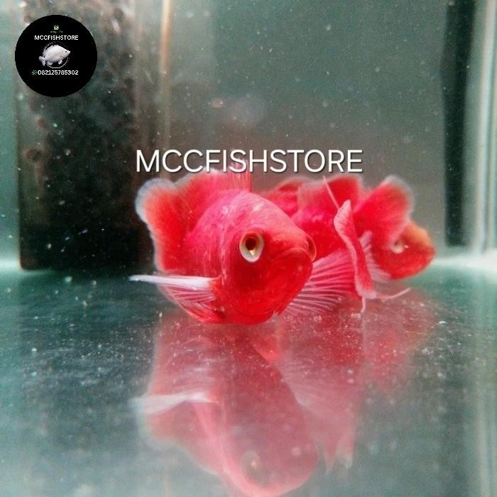 Oscar Super Red Chilli Grade A Thailand Import Size 8-9cm/aquascape