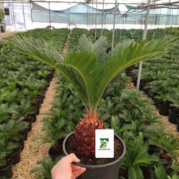 JTTOP" TANAMAN HIAS PALEM SIKAS - PALEM SIKAS TANAMAN - PALEM