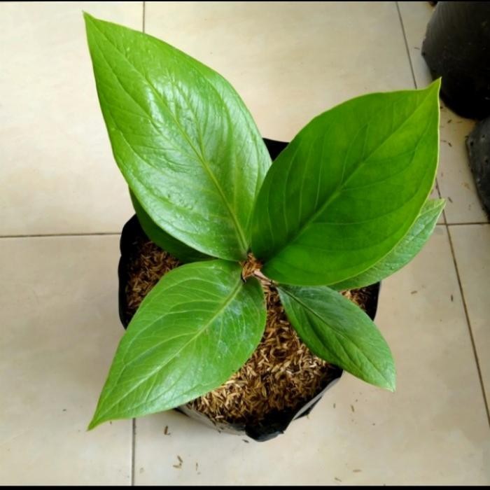 JTTOP" TANAMAN HIAS ANTHURIUM JEMANI COBRA MANGKOK - ANTHURIUM KOBRA MANGKOK