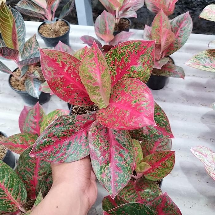JTTOP" TANAMAN HIAS AGLONEMA RED STARDUST - AGLONEMA RED STARDUST