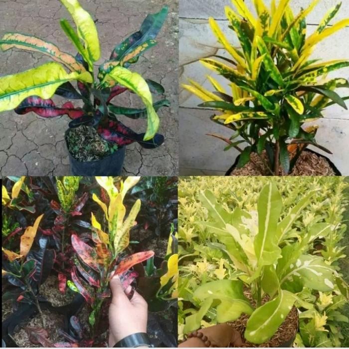 JTTOP" TANAMAN HIAS PAKET PURING 4 JENIS