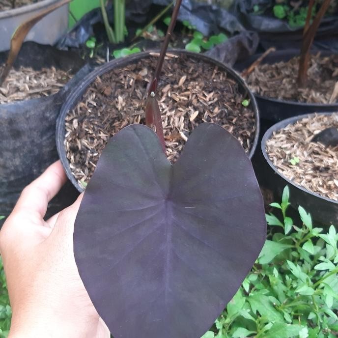 JTTOP" TALAS HITAM LANGKA