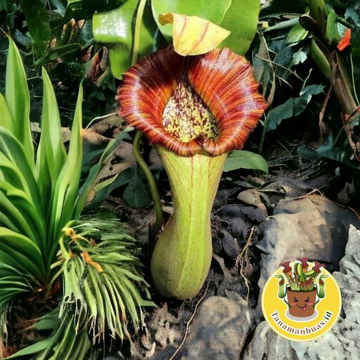 Tanaman Kantong Semar Nepenthes truncata