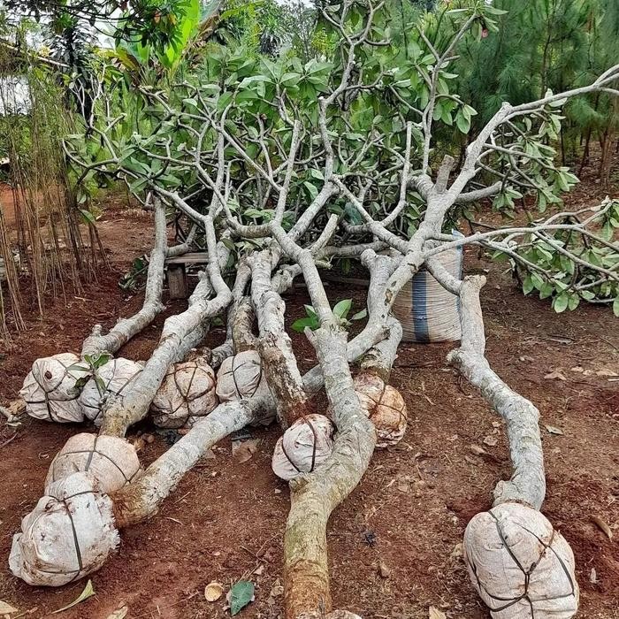 kamboja fosil tinggi 3meter