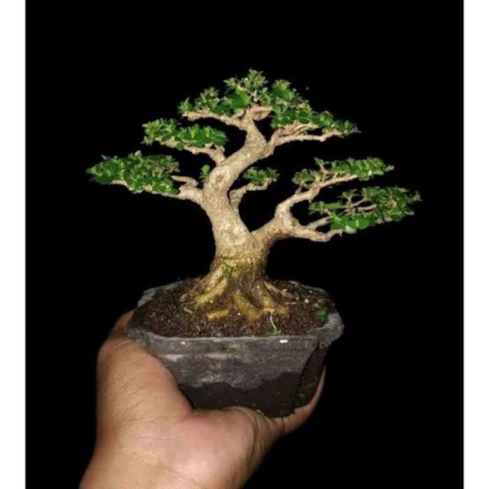 Bonsai bonsai mame sancang siap pajang