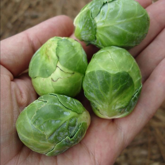 Biji Benih Bibit Sayur Kol / Kubis Kecil Mini Brussel Sprouts