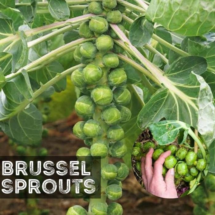 Benih BRUSSEL Kubis Mini - Biji Bibit Sayur