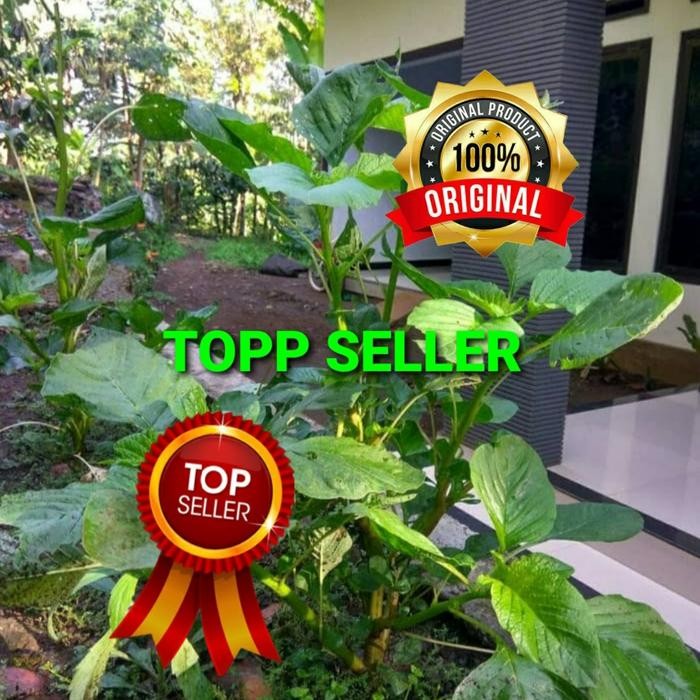 bibit/benih bayam petik/bayam sayur/bayam kakap (premium quality)