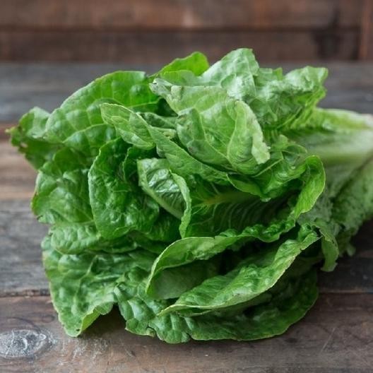 2 Biji Bibit Benih Sayur Romaine Lettuce Selada Romaine