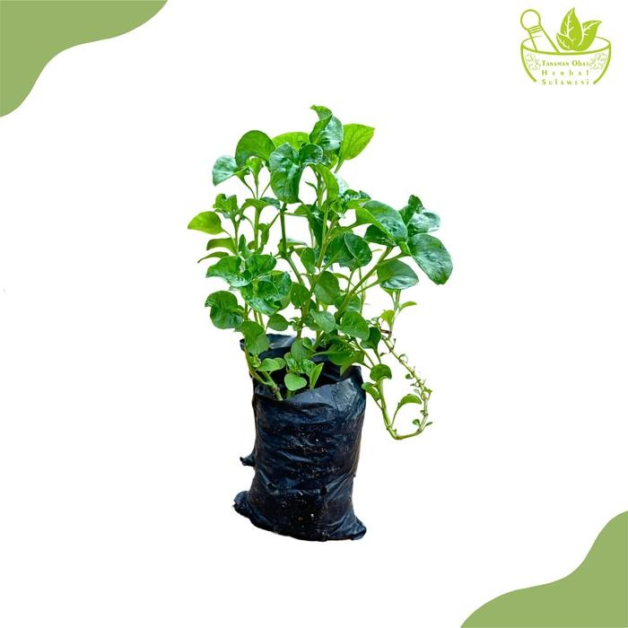 Tanaman Bayam Brazil/Bibit Tanaman Sayur Bayam Brazil