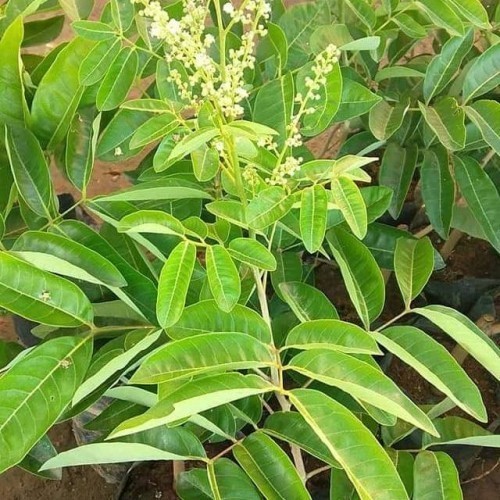 

Terlaris Bibit Tanaman Buah Kelengkeng Matalada Berbunga Siap Berbuah