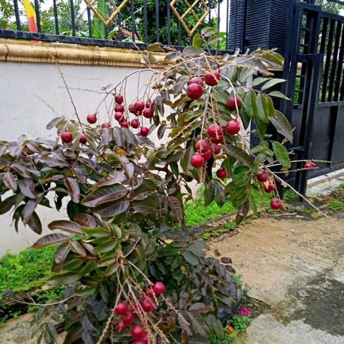 

Terlaris Bibit Tanaman Klengkeng Merah Batang Jumbo Asli