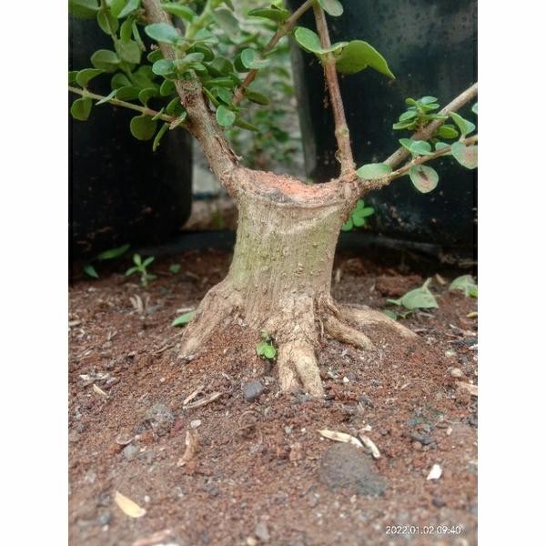 

Terlaris Bibit Sancang Bahan Bonsai Sancang Akar Keliling