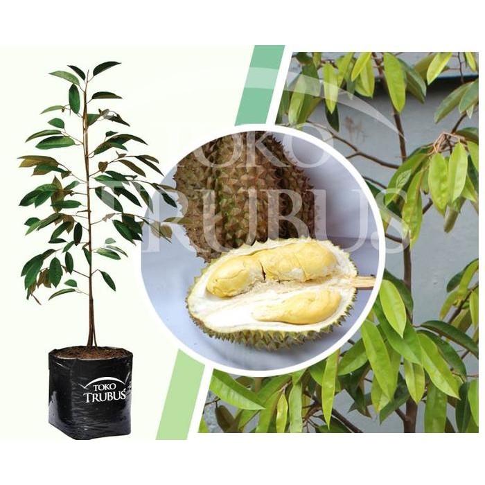

Terlaris Bibit Tanaman Buah Durian Bawor