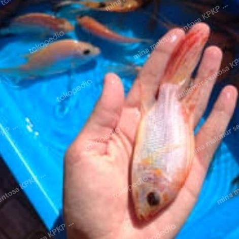 

Terlaris Paket Bibit Ikan Nila Selayer Ukuran 3 Jari Isi 10 Ekor