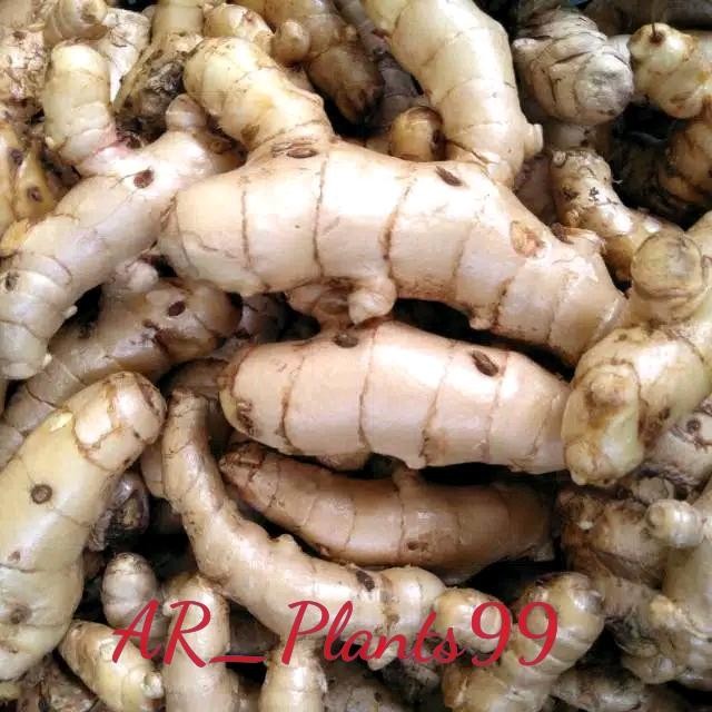 

Terlaris Kunyit Putih Temu Putih Segar 1Kg (Curcuma Zedoaria)
