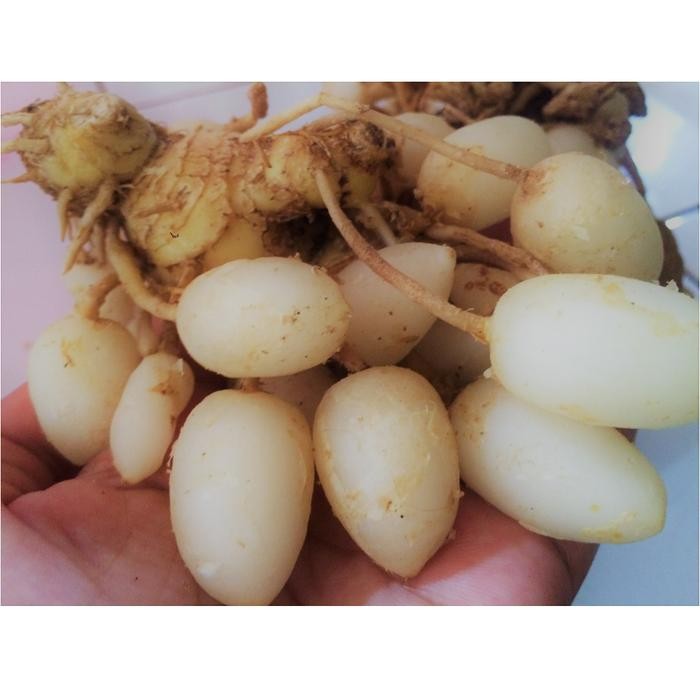 

Terlaris Kunyit Putih - 1/4 Kg