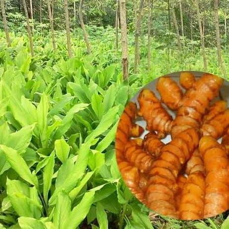 

Terlaris Tanaman Herbal Bibit Kunyit-Tanaman Herbal Kunyit