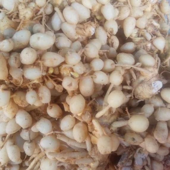 

Terlaris 500Gr 1/2Kg Kunyit Putih/Kunci Pepet/Temu Pepet Segar/Gombyok