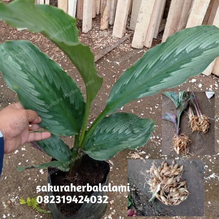 

Terlaris Promo Tanaman Kunyit Gembyok