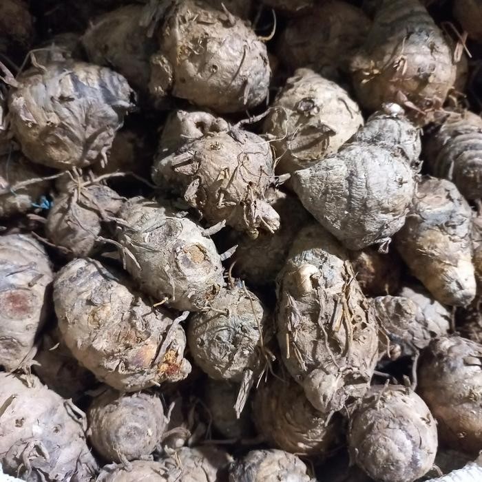 

Terlaris Biang Kunyit Segar 1Kg