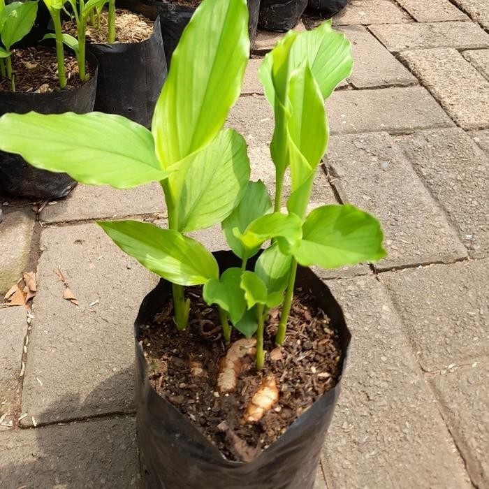 

Terlaris Tanaman Kunyit/Pohon Kunyit