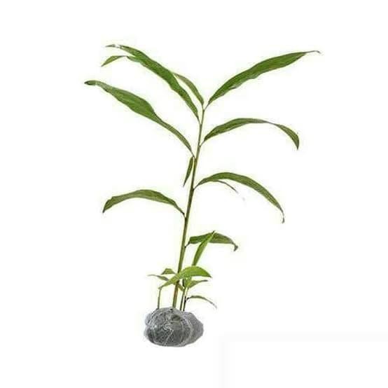 

Terlaris Tanaman Herbal Kunyit/Pohon Kunyit Kuning/Pohonkunyit Murah