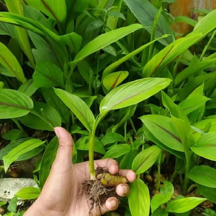 

Terlaris Bibit Kunyit Putih Tanaman Herbal