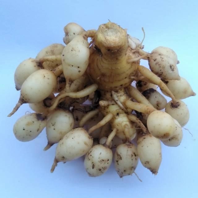 

Terlaris Kunyit Putih(Kaempferia-Rotunda)