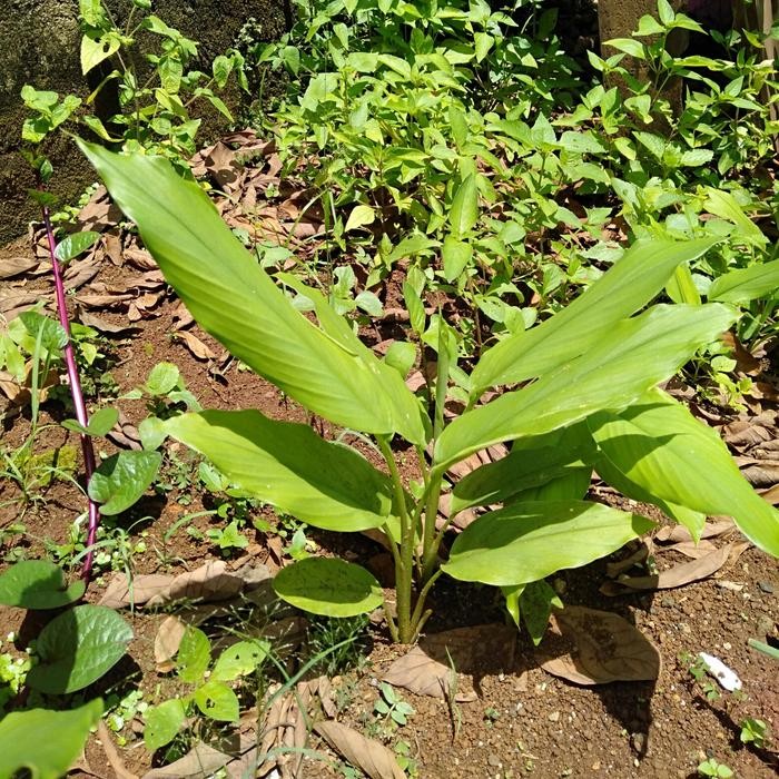 

Terlaris Pohon Herbal Kunyit Masih Presh