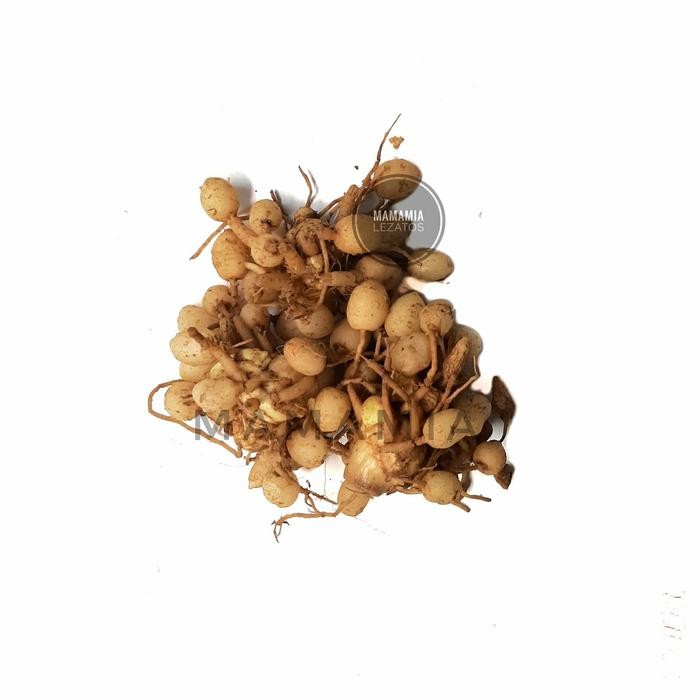 

Terlaris Kunyit Putih